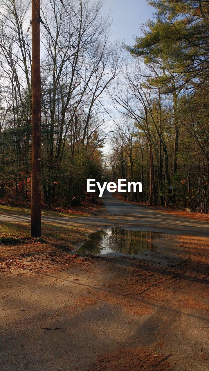 ROAD PASSING THROUGH TREES