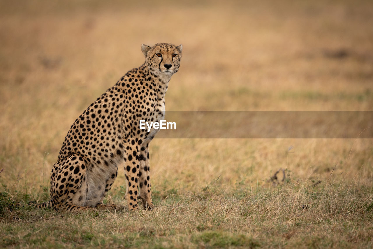 Cheetah sitting on field in zoo