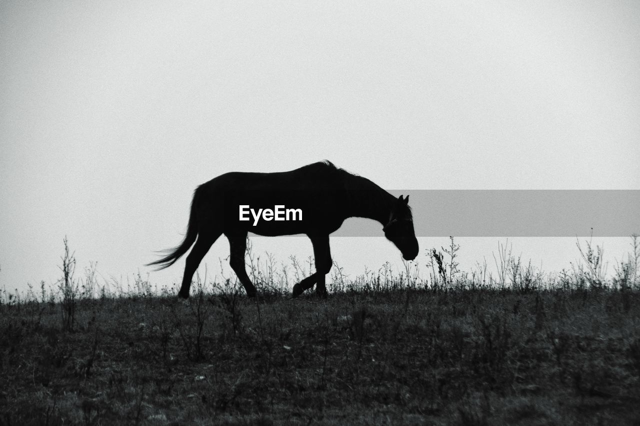 Horse standing in a field