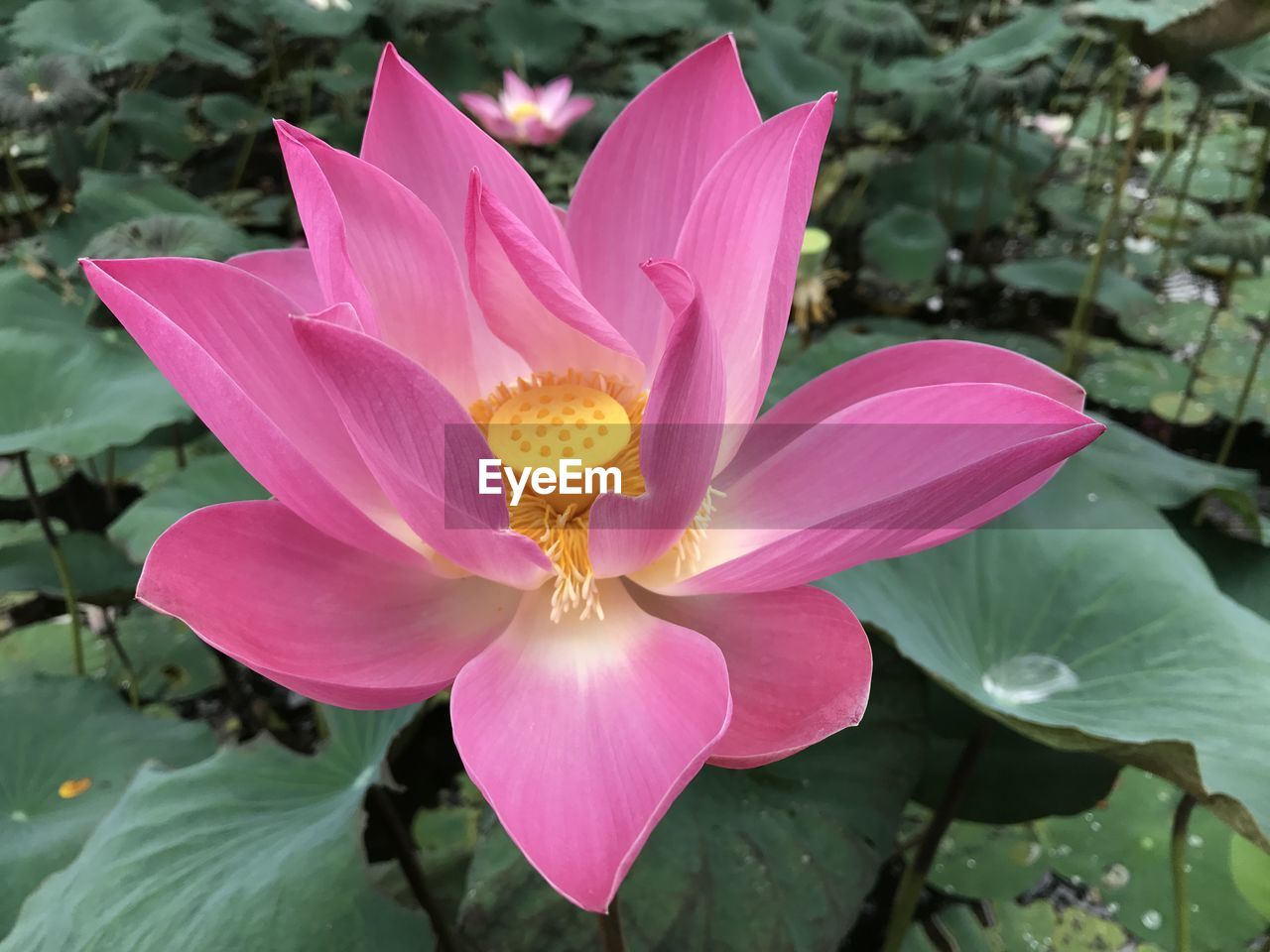 CLOSE-UP OF LOTUS WATER LILY IN POND