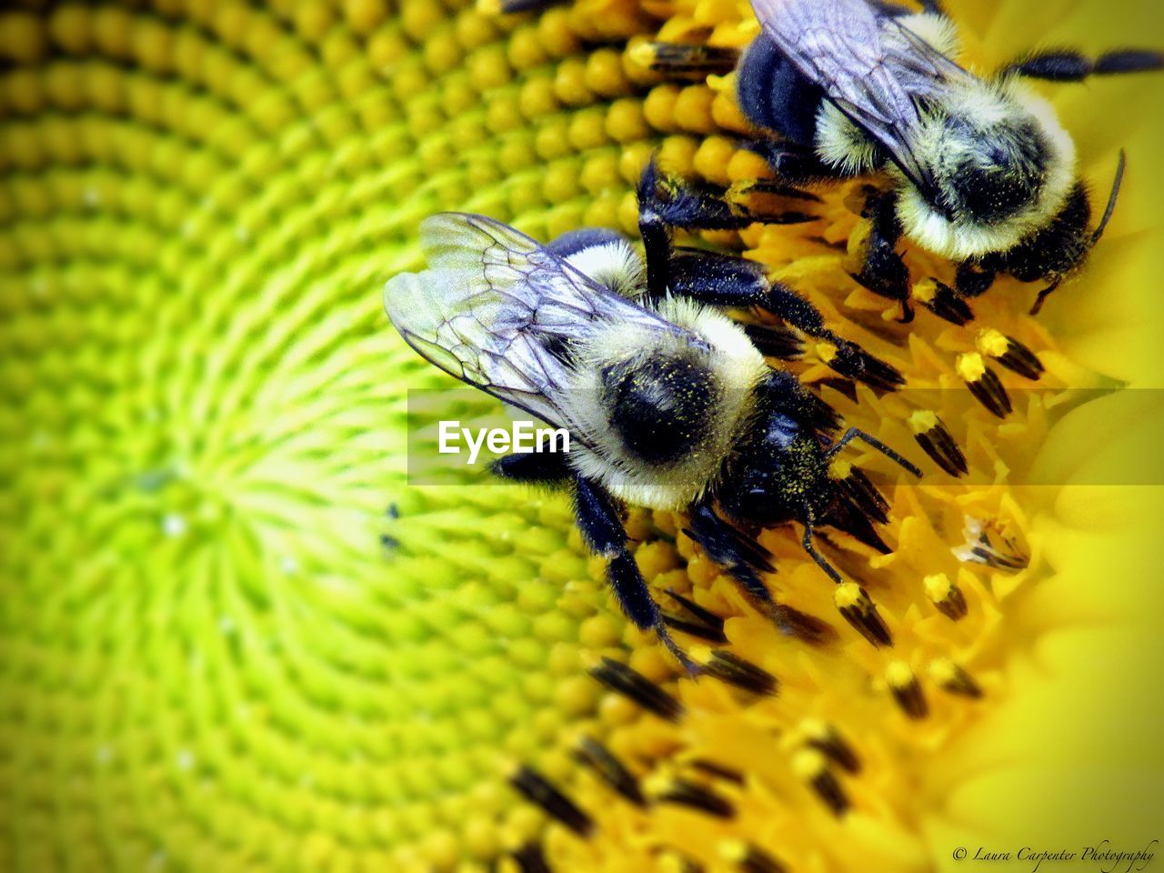 CLOSE-UP OF BEE ON FLOWER