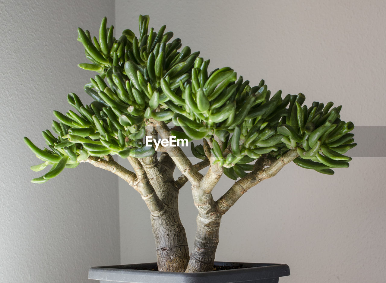 CLOSE-UP OF POTTED PLANT ON TABLE AGAINST WALL AGAINST WHITE BACKGROUND