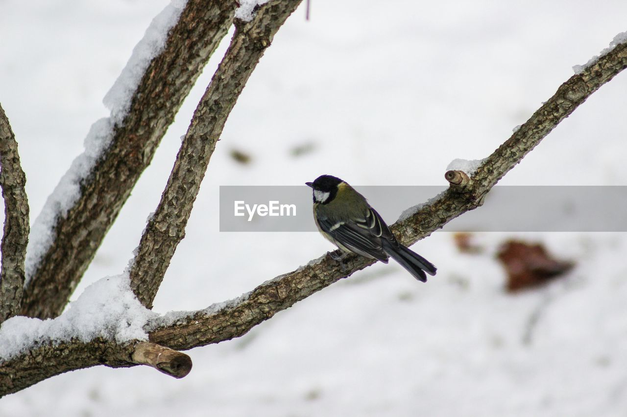 High angle view of bird perching on branch during winter