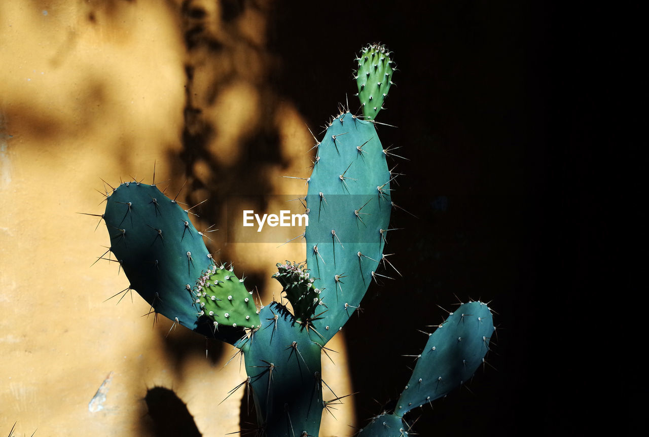 Close-up of succulent plant