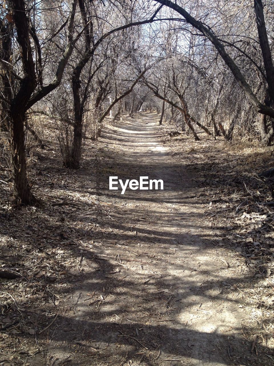 Bare trees in forest