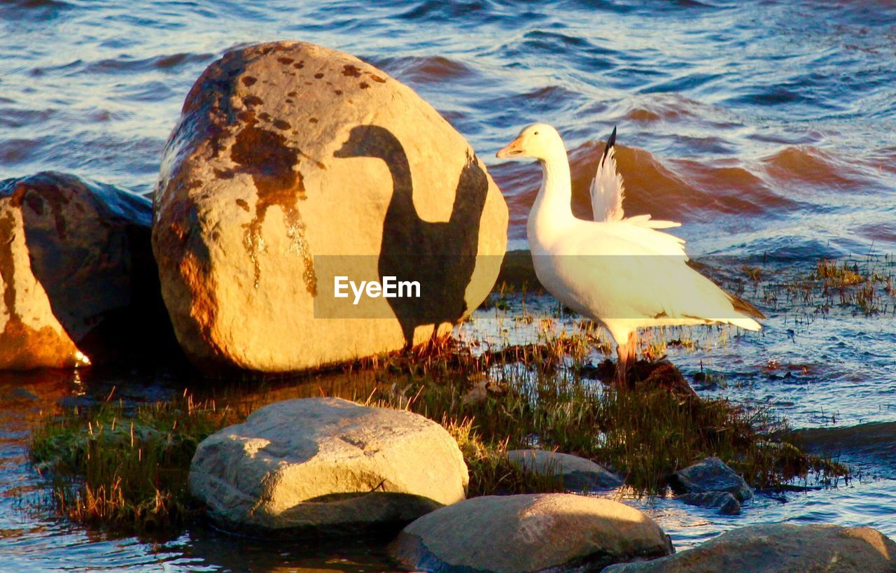 CLOSE-UP OF SWANS IN LAKE