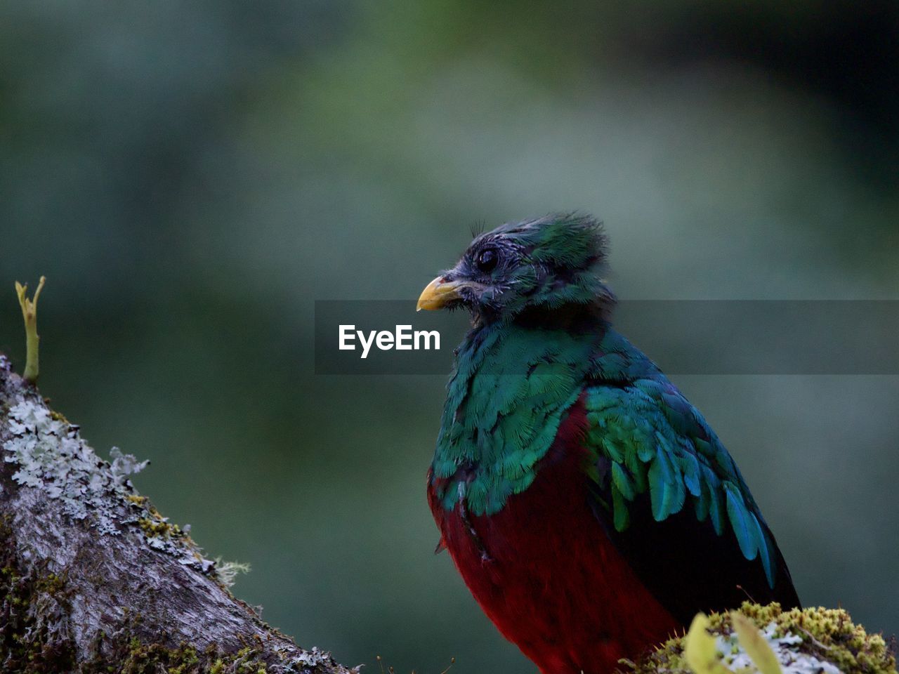 animal themes, animal, bird, nature, animal wildlife, one animal, wildlife, beak, tree, perching, green, multi colored, no people, forest, feather, beauty in nature, outdoors, close-up, plant, branch, animal body part, blue, environment, tropical bird, full length, rainforest, day
