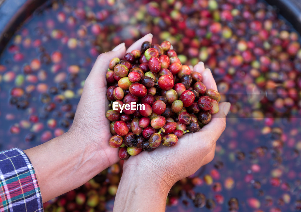 Cropped hands of woman holding fruits