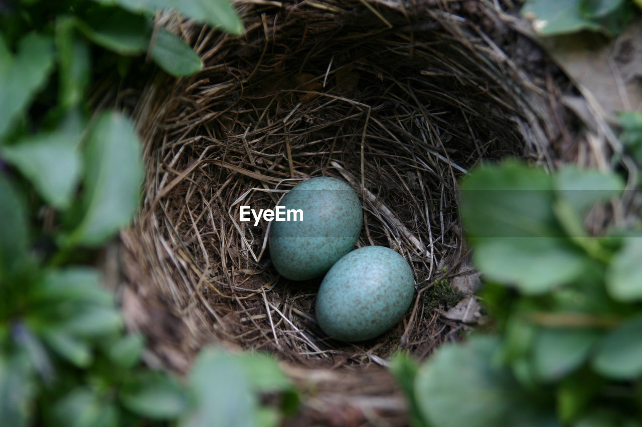 Directly above shot of eggs in nest