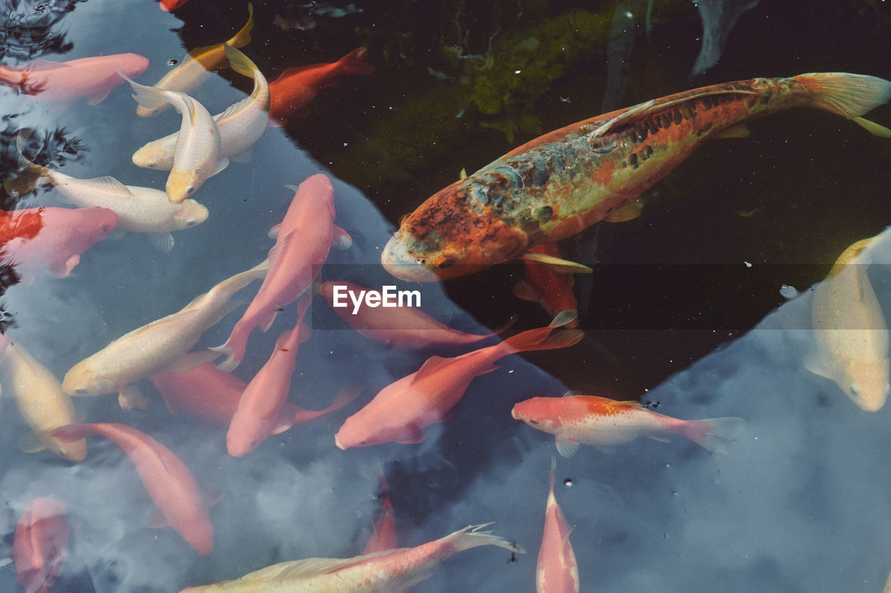 koi, animal, water, animal themes, carp, group of animals, fish, animal wildlife, swimming, wildlife, koi carp, large group of animals, underwater, aquarium, sea, pond, nature, sea life, marine, marine biology, school of fish, goldfish, no people, outdoors, high angle view