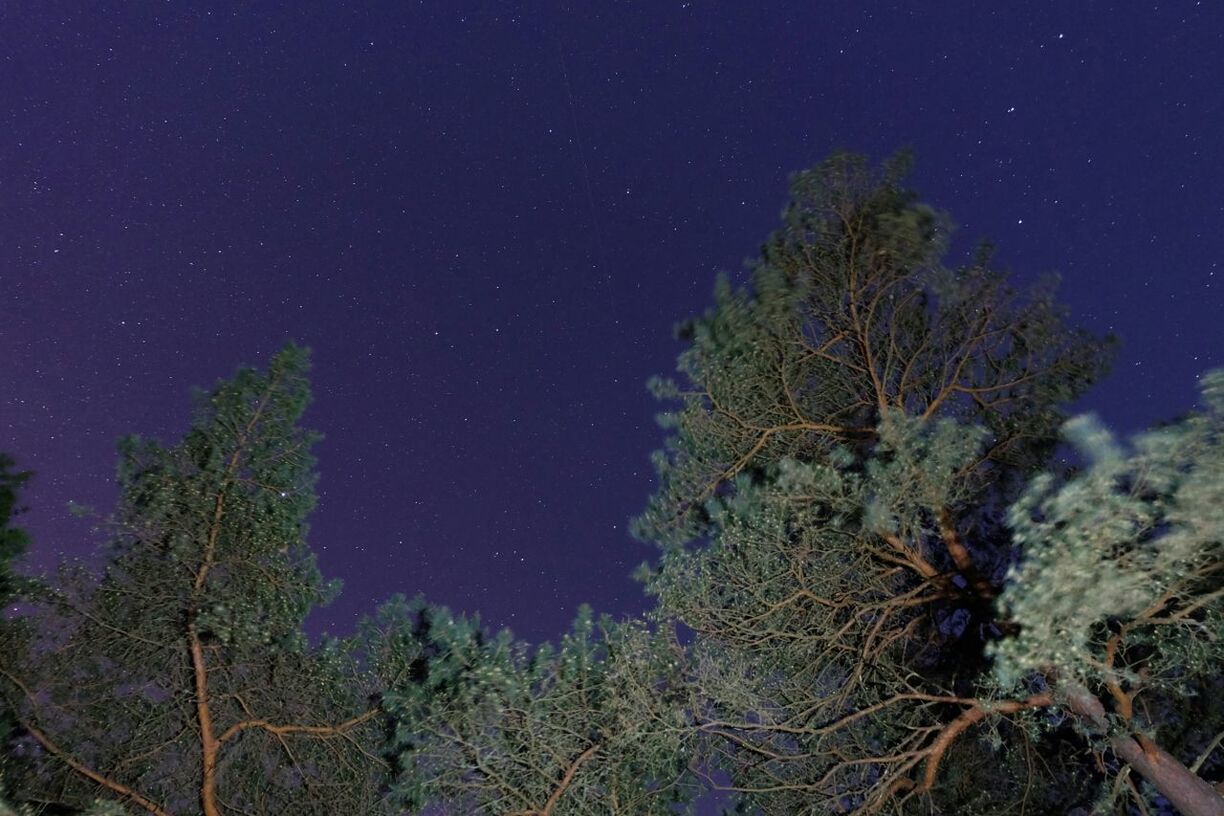 LOW ANGLE VIEW OF TREES AT NIGHT