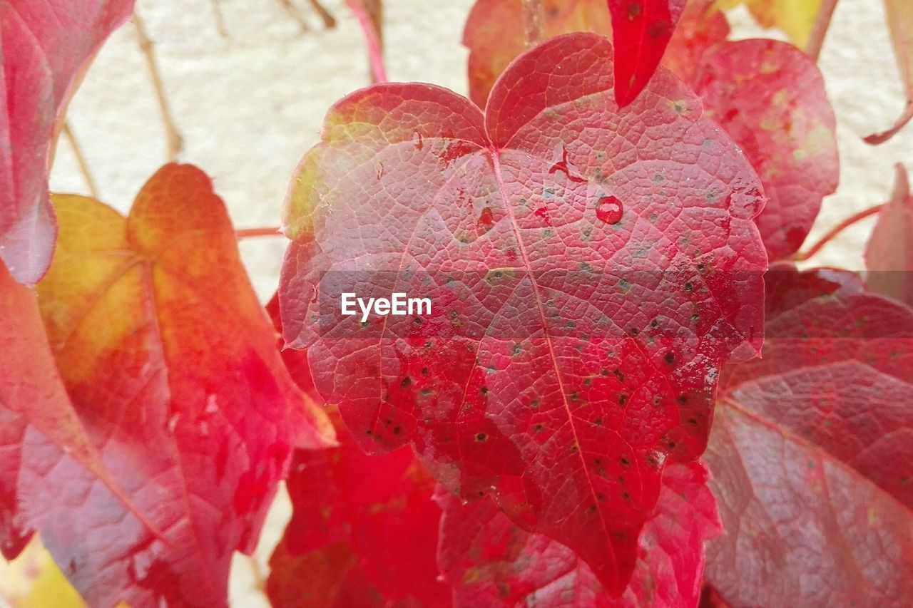 CLOSE-UP OF LEAVES DURING AUTUMN