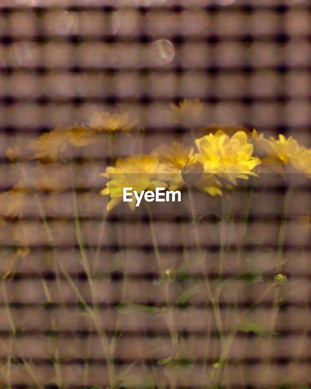 CLOSE-UP OF YELLOW FLOWER WITH PETALS