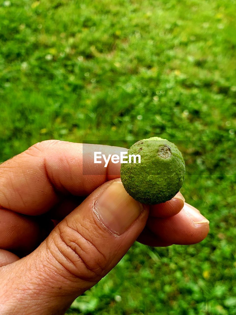 MIDSECTION OF PERSON HOLDING FRUIT