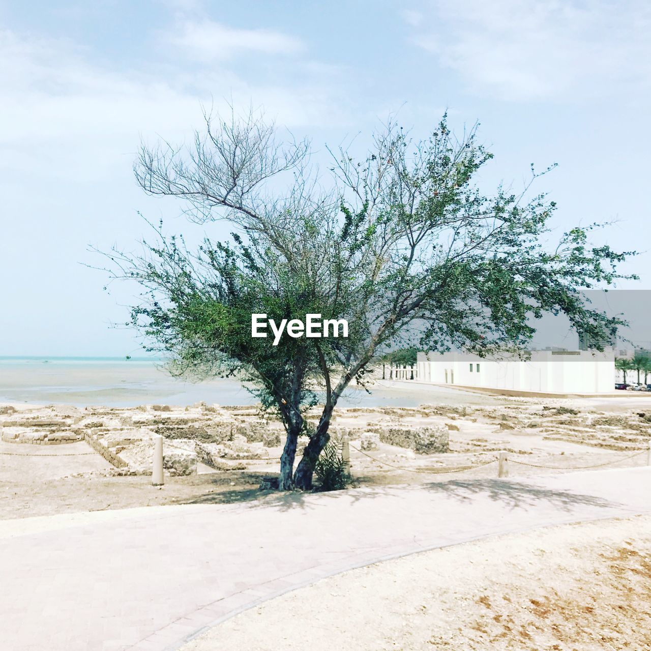 TREE BY BEACH AGAINST SKY