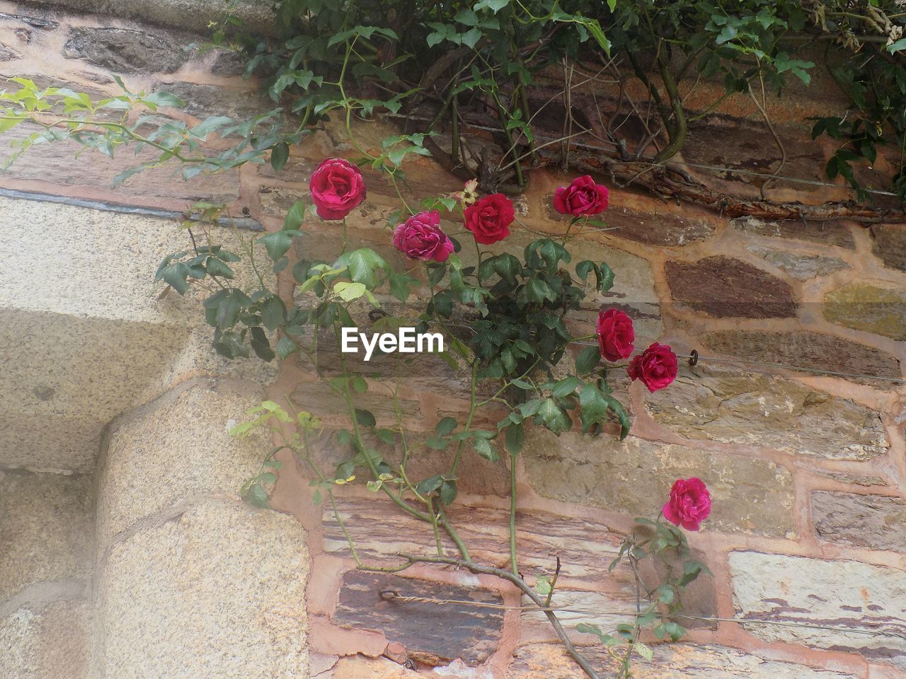 Low angle view of red roses blooming against stone wall