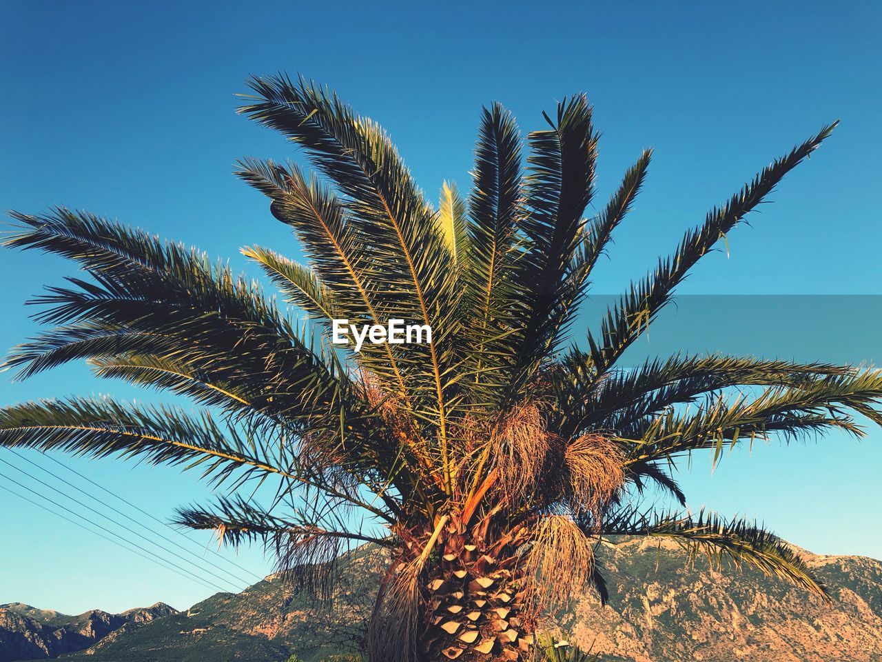 Low angle view of palm tree against clear blue sky