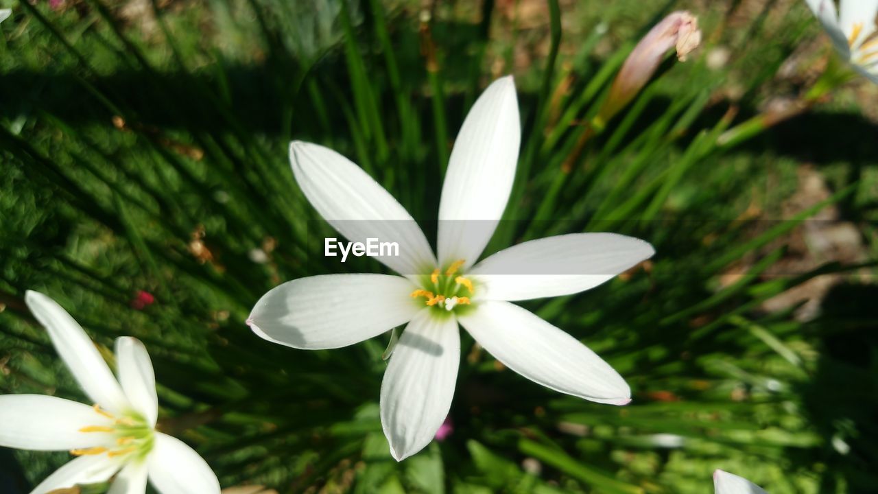 CLOSE-UP OF FRESH WHITE FLOWERS BLOOMING OUTDOORS