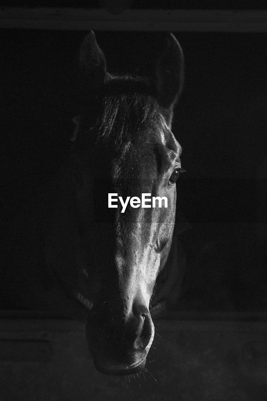 Close-up portrait of a horse in stable