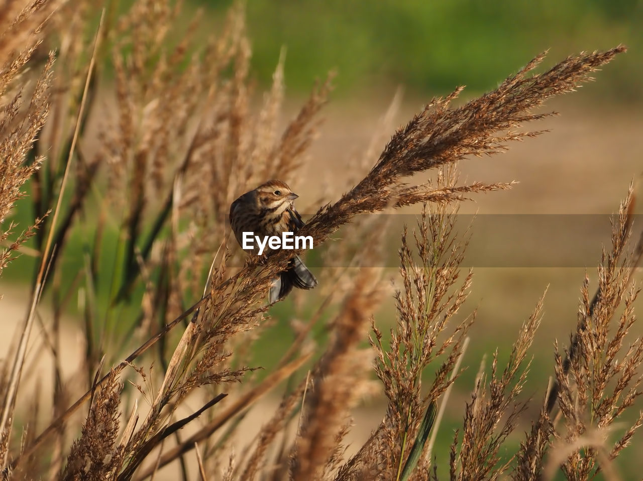 VIEW OF BIRD PERCHING ON A LAND