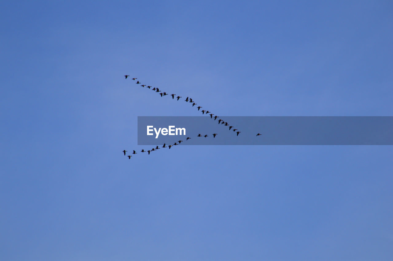 Low angle view of birds flying in sky