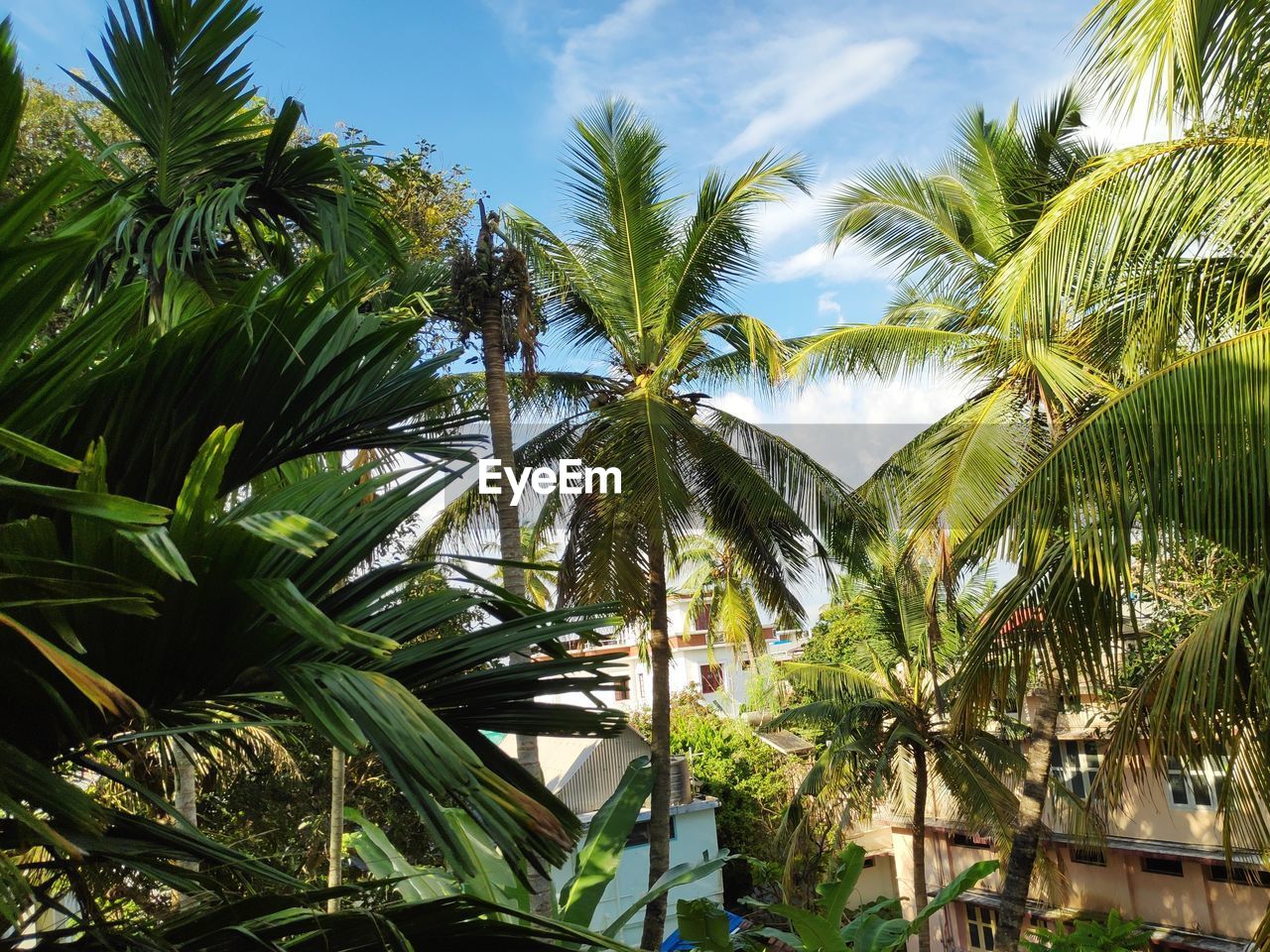 Low angle view of palm trees against sky