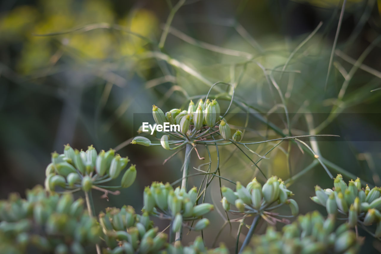 close-up of fresh green plant