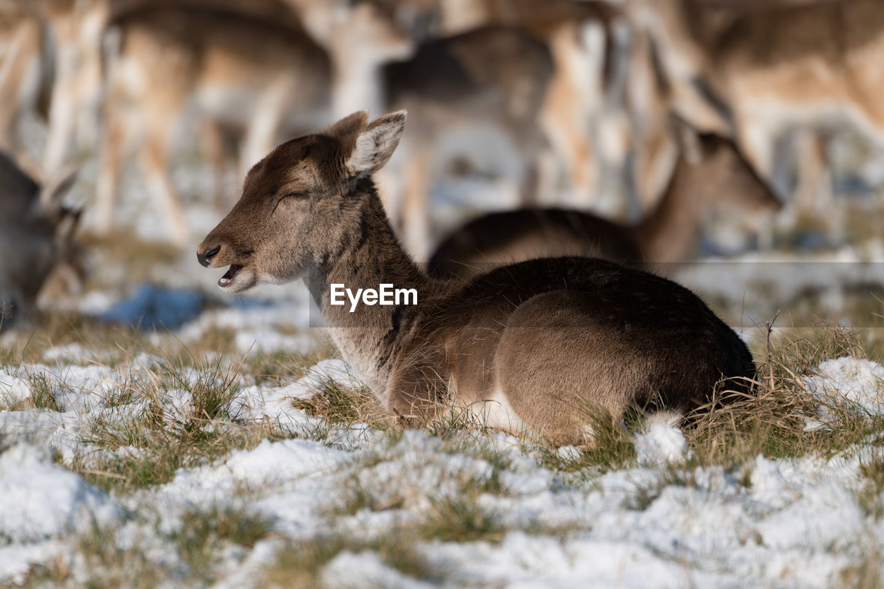Deer relaxing on land during winter