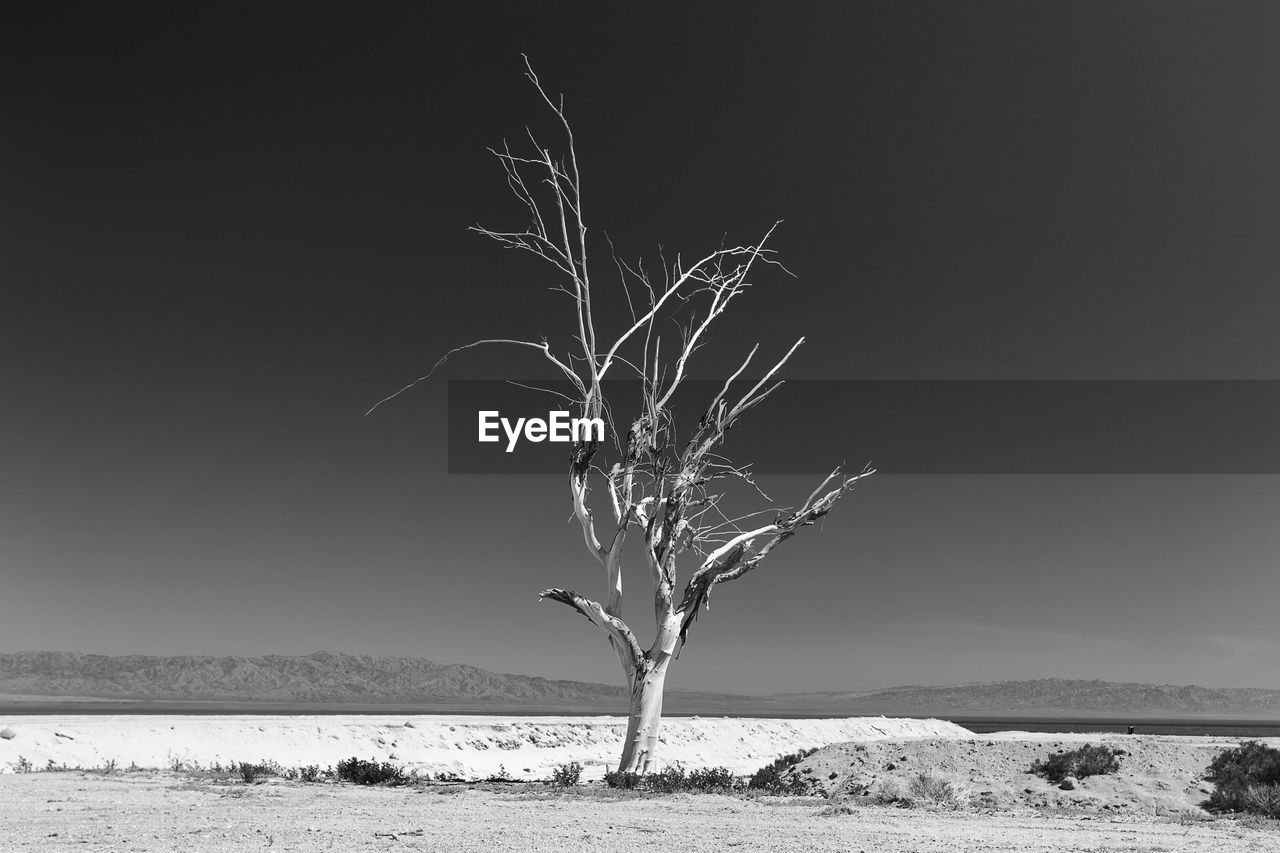 Bare tree against clear sky at salton sea