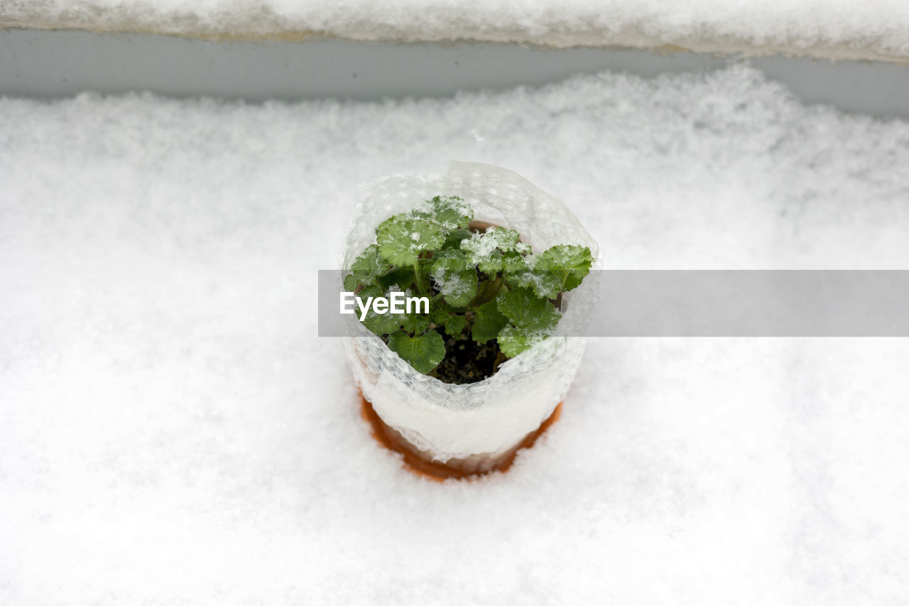 snow, cold temperature, green, food and drink, nature, food, leaf, no people, frozen, plant, herb, plant part, freshness, ice, outdoors, winter, healthy eating, high angle view, close-up, environment