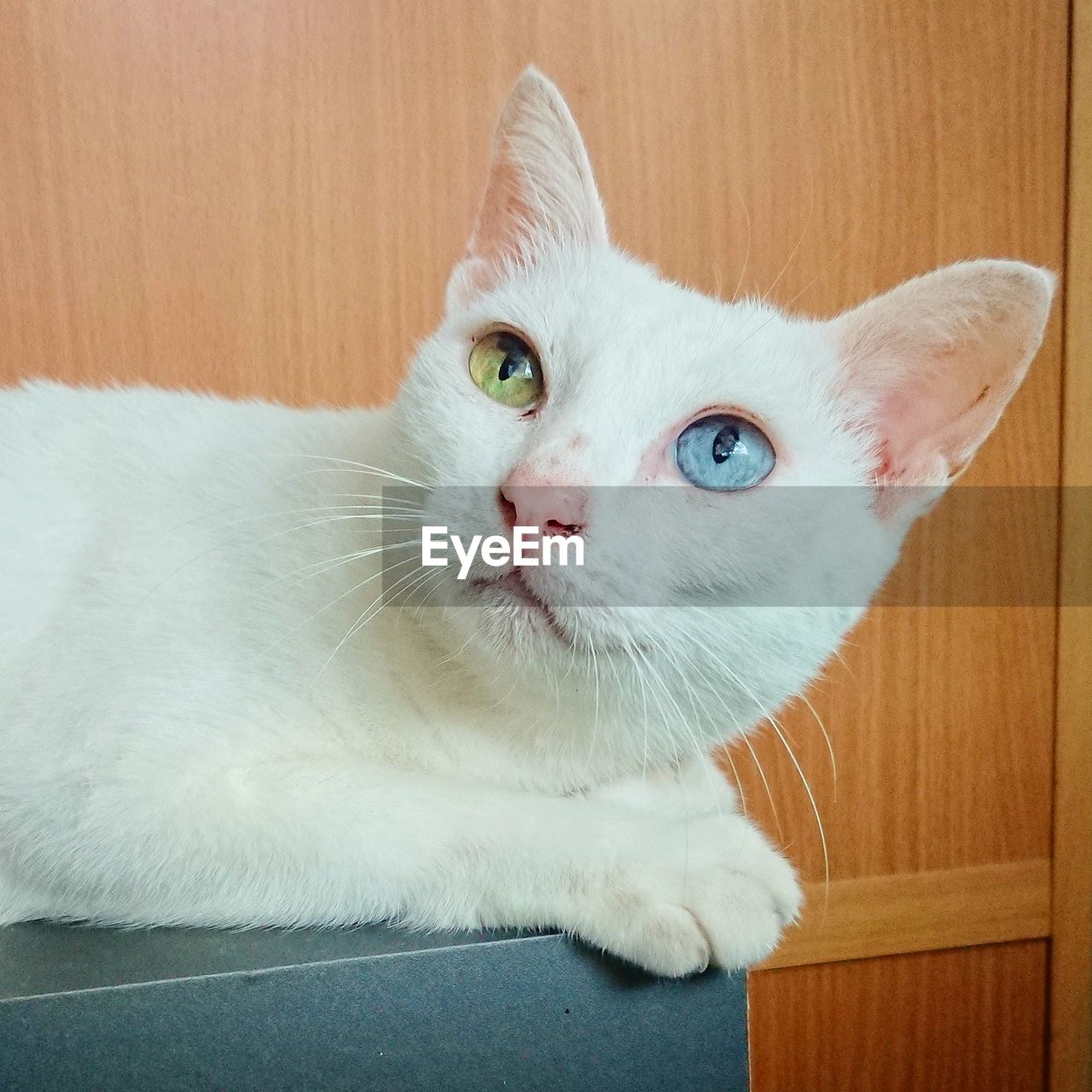 Close-up portrait of a cat