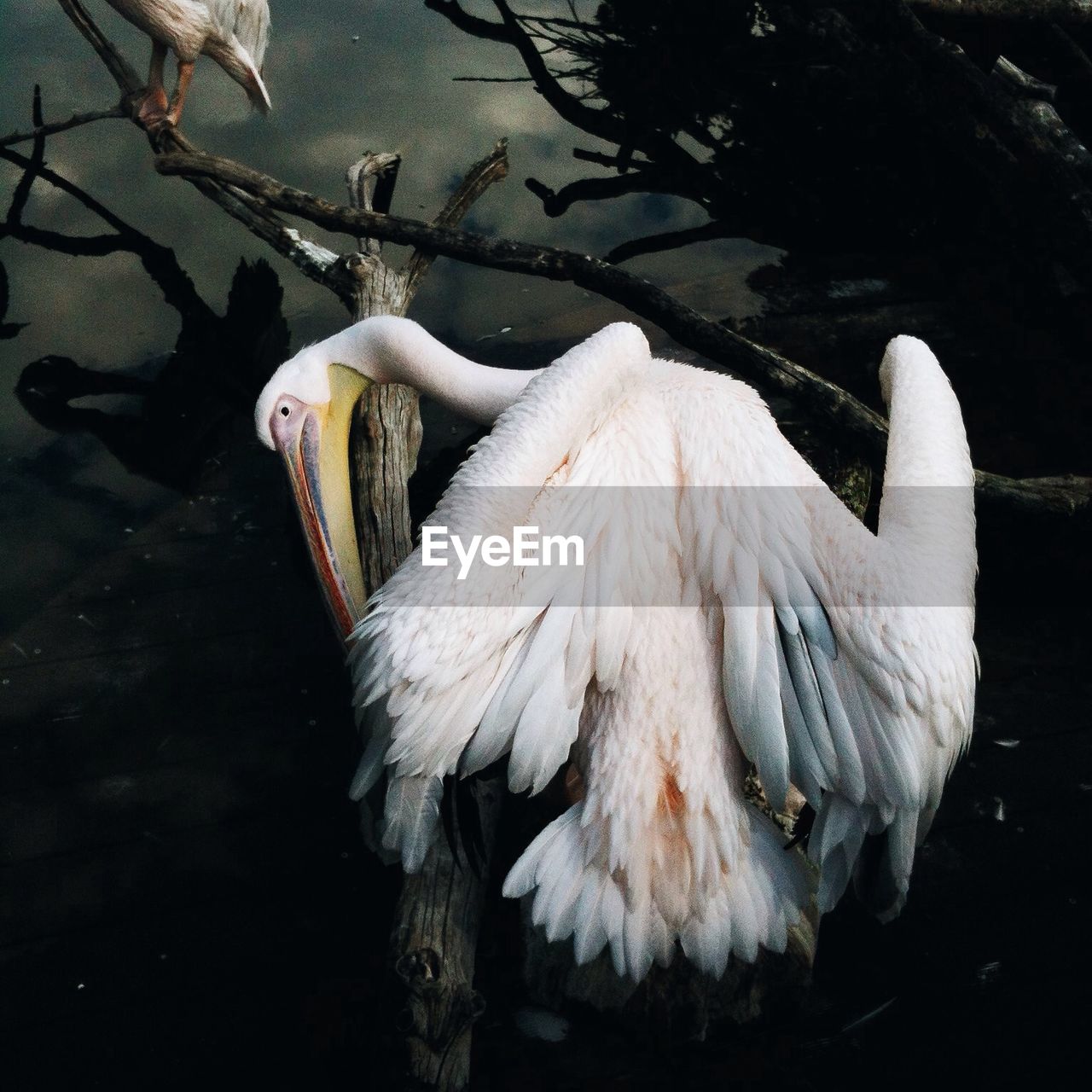 Pelican preening over water
