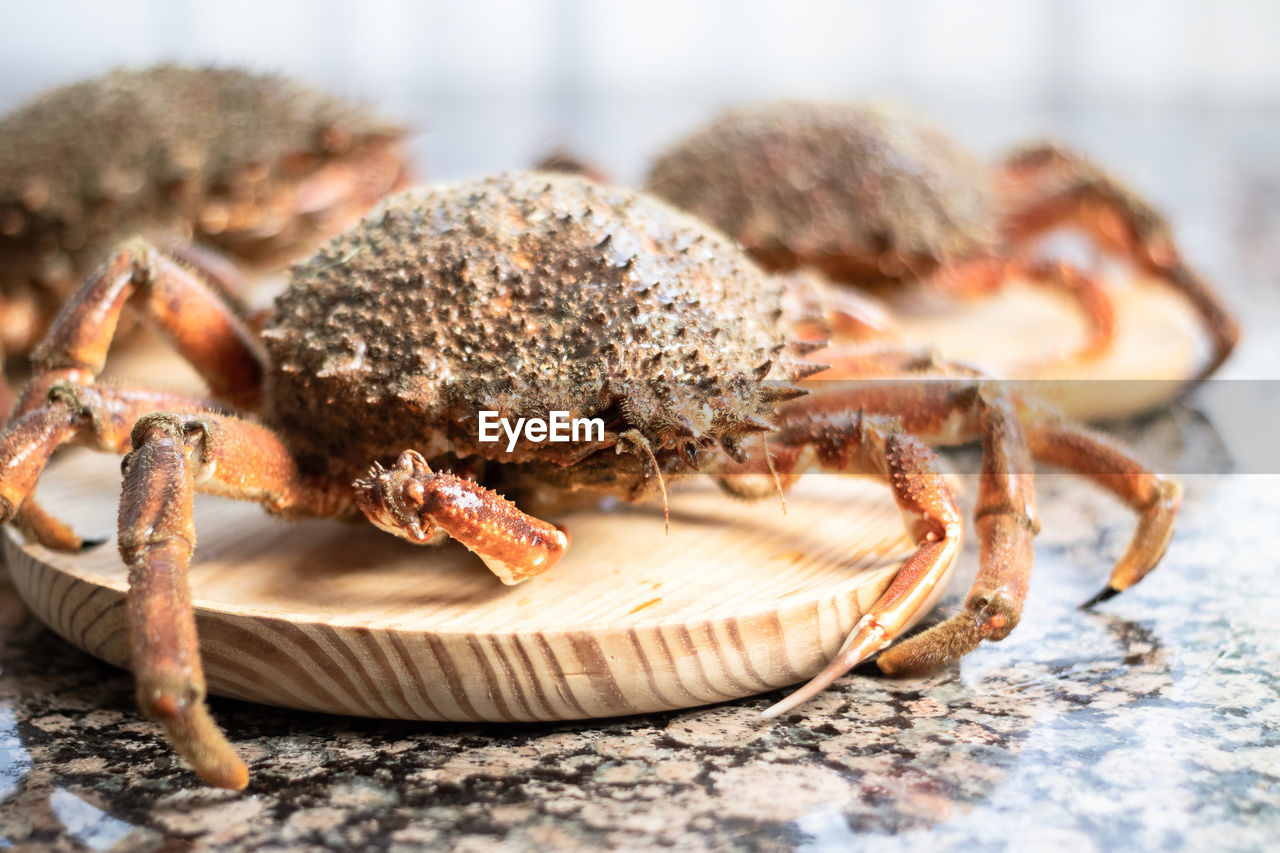 CLOSE-UP OF A CRAB ON A BREAD