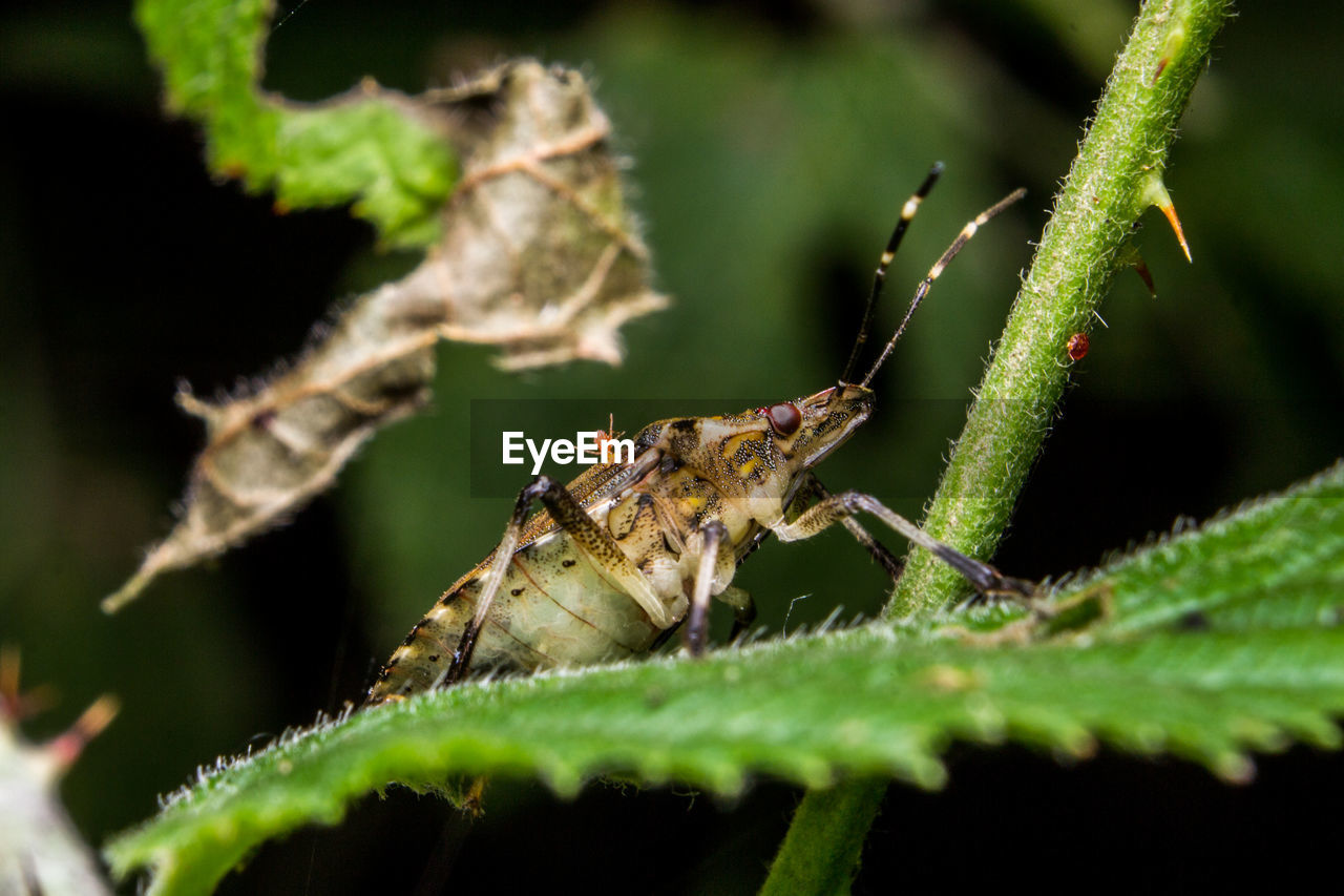 CLOSE-UP OF SPIDER ON PLANTS