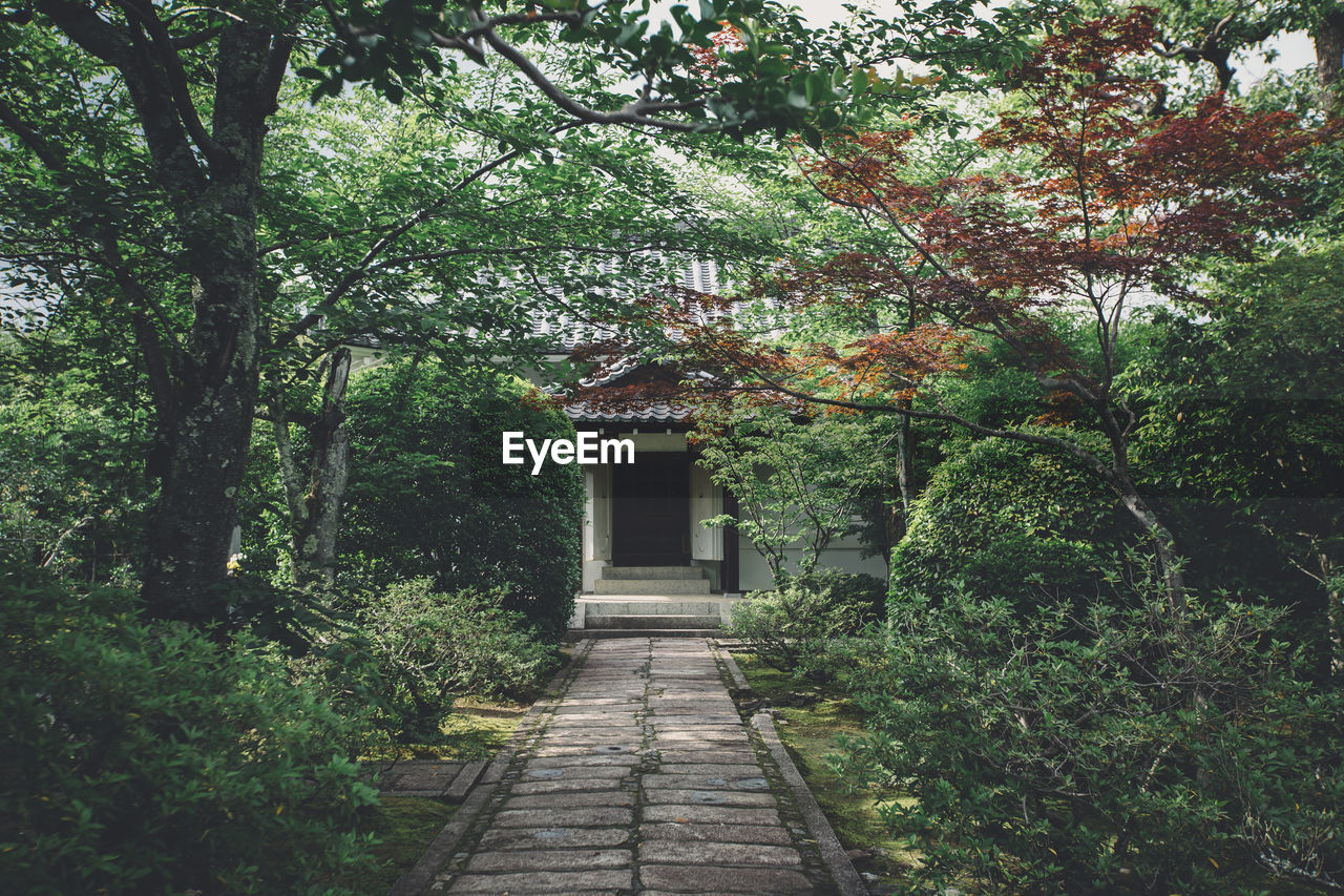 FOOTPATH AMIDST TREES IN A FOREST