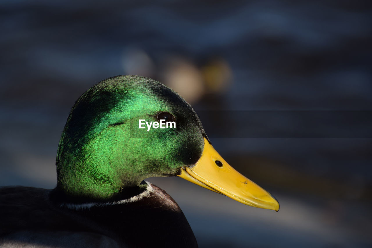 close-up of duck in lake