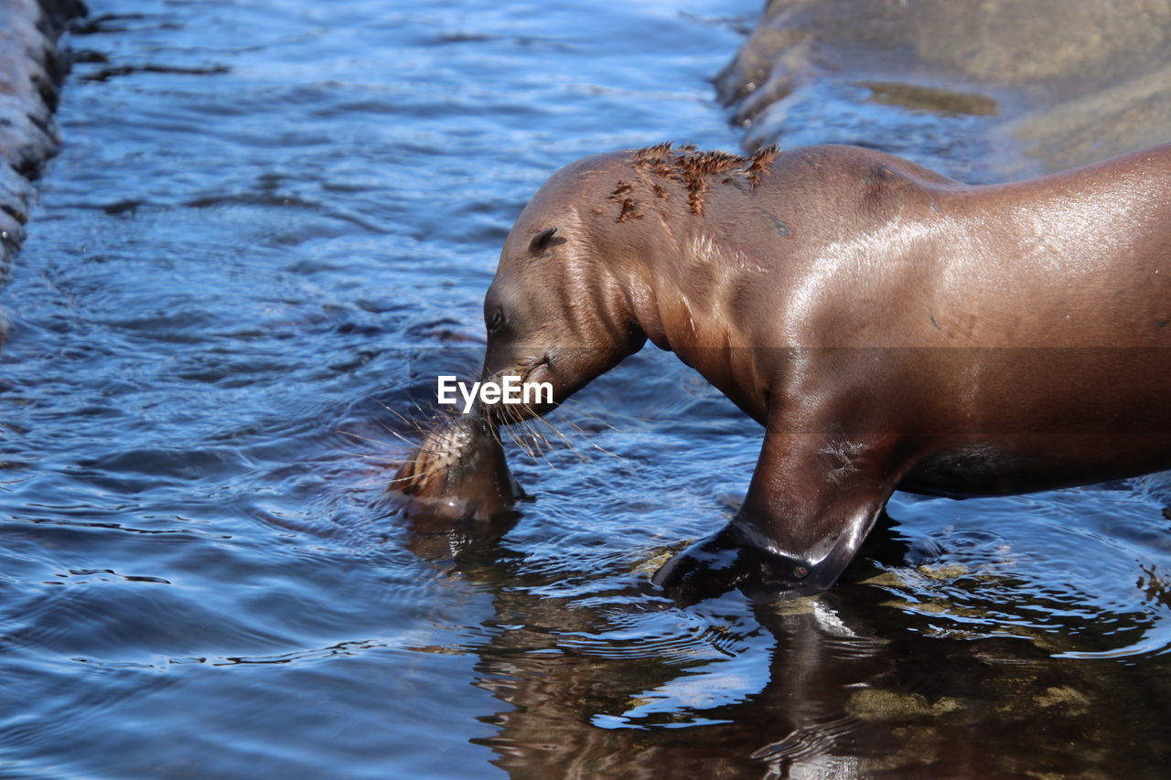 CLOSE-UP OF HORSE SWIMMING IN SEA