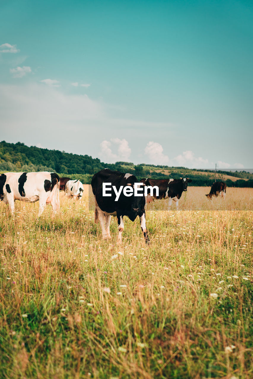 Cows grazing in the field