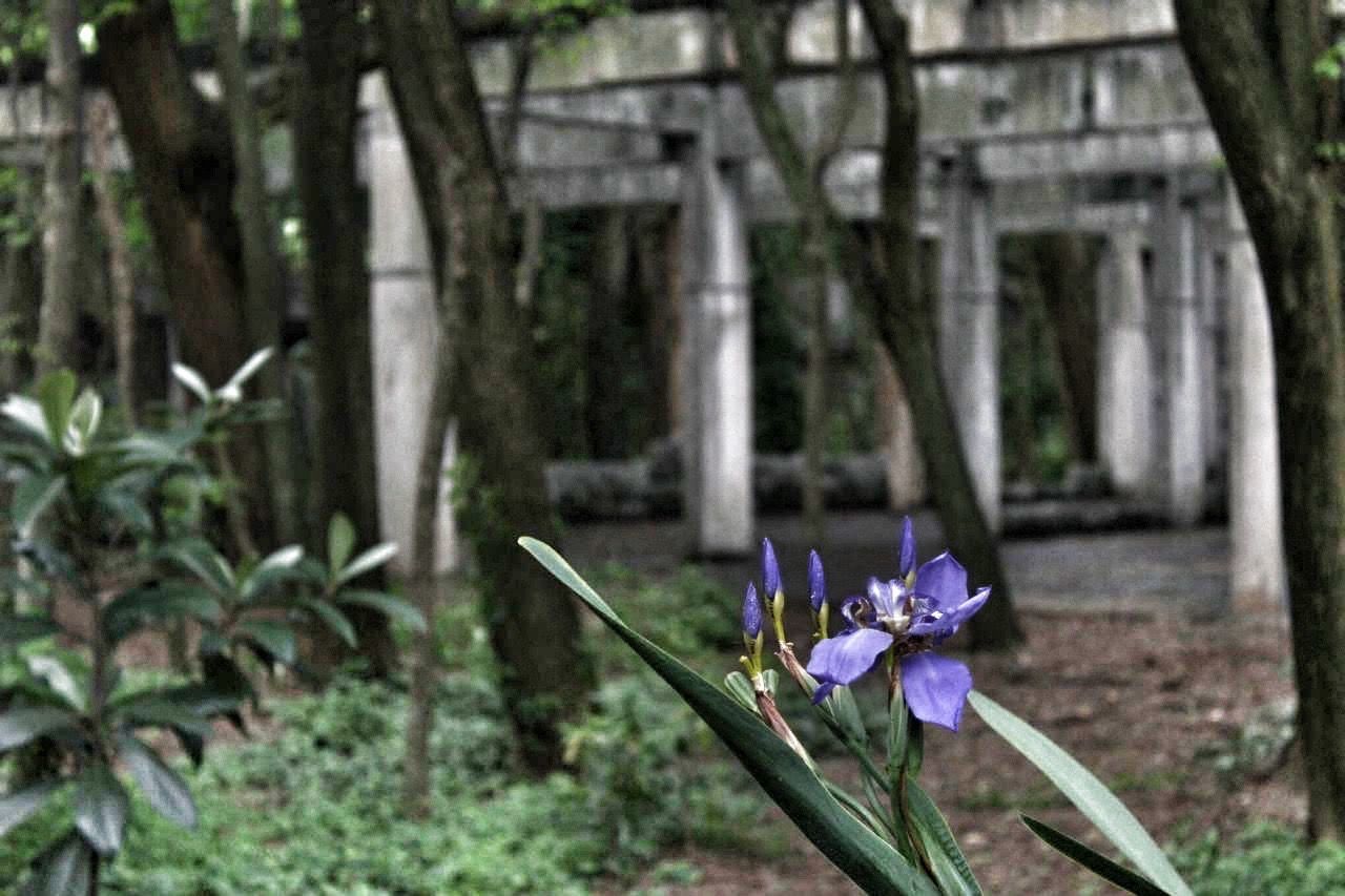 CLOSE-UP OF PURPLE FLOWER