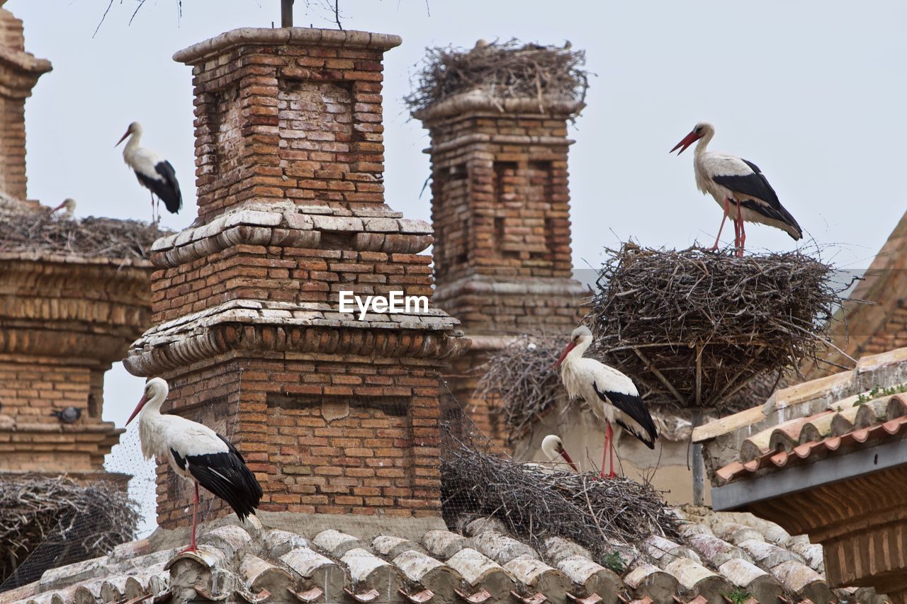 LOW ANGLE VIEW OF SEAGULLS PERCHING ON ROOF OF BUILDING