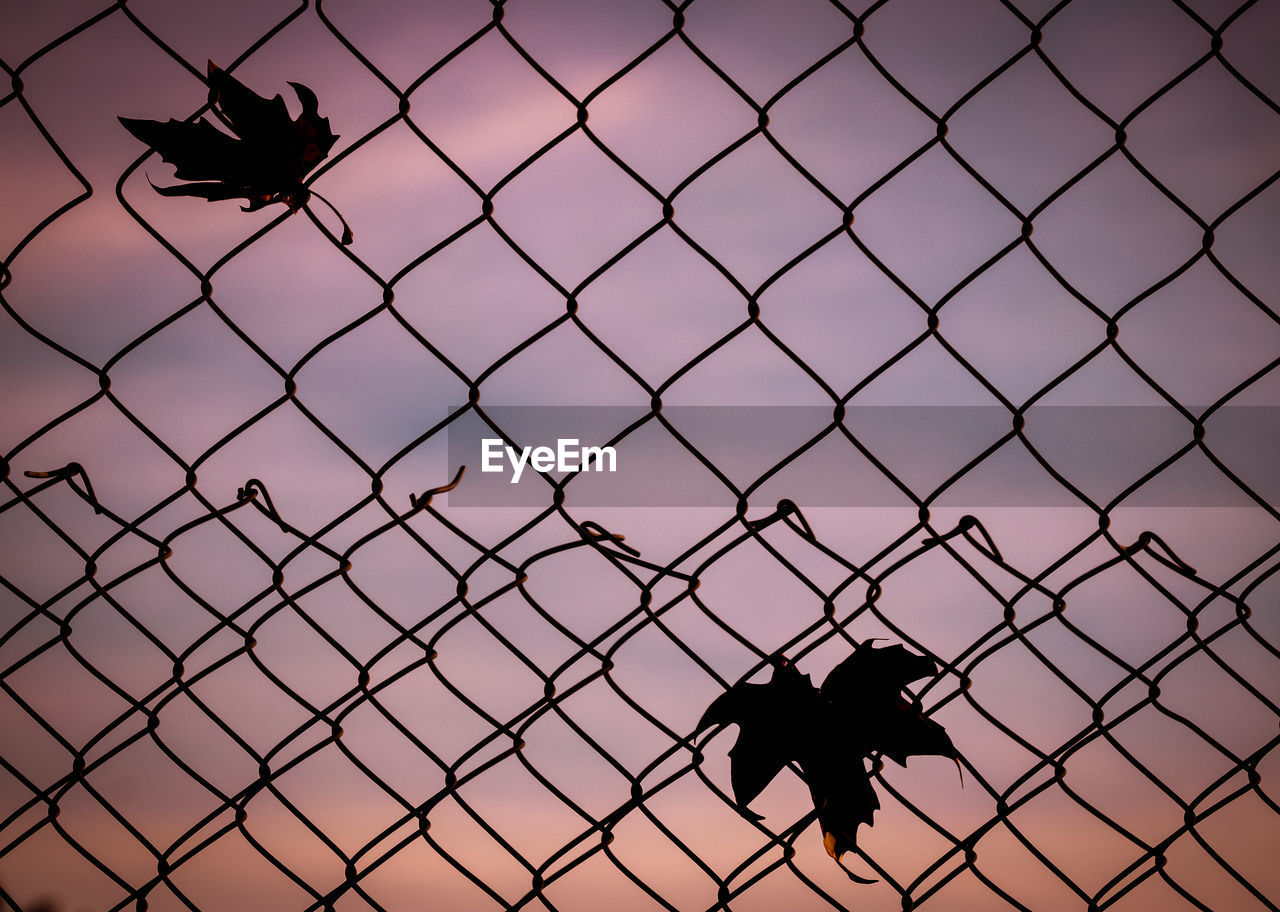 SILHOUETTE OF INSECT ON FENCE AGAINST SKY