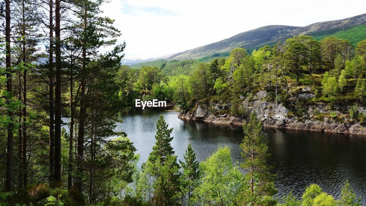 Scenic view of lake in forest against sky