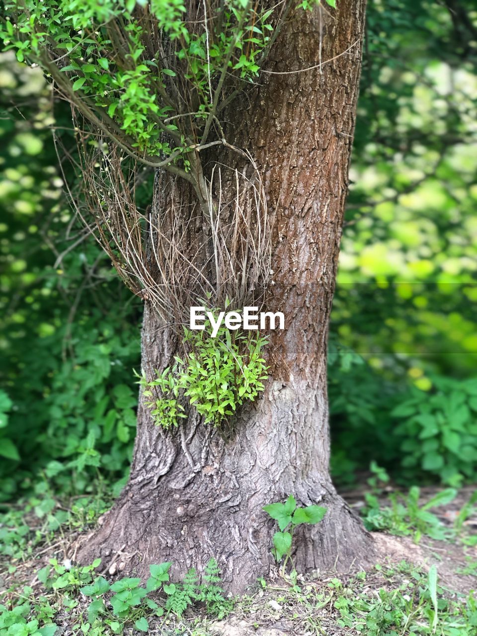 CLOSE-UP OF TREE TRUNK AMIDST PLANTS