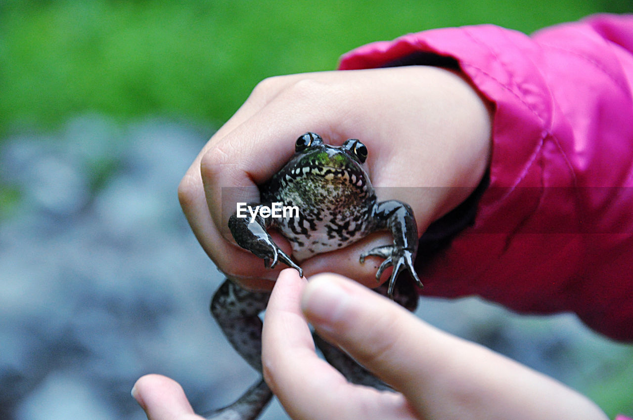 CLOSE-UP OF PERSON HOLDING SMALL