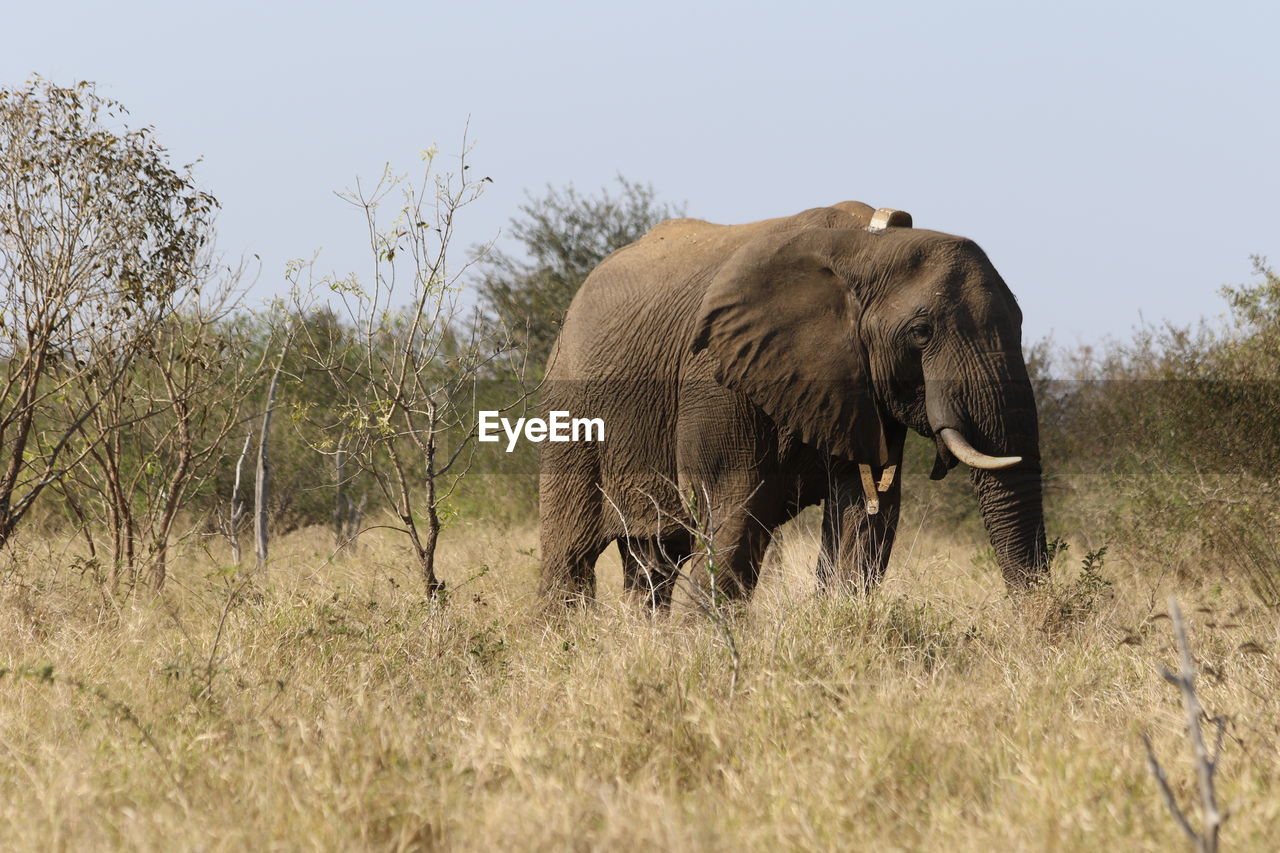 animal, animal themes, animal wildlife, indian elephant, wildlife, mammal, elephant, african elephant, plant, adventure, savanna, safari, grassland, grass, no people, nature, one animal, animal body part, environment, tree, sky, tourism, landscape, outdoors, travel destinations, day, walking, tusk, travel, side view, full length, young animal, land, animal trunk