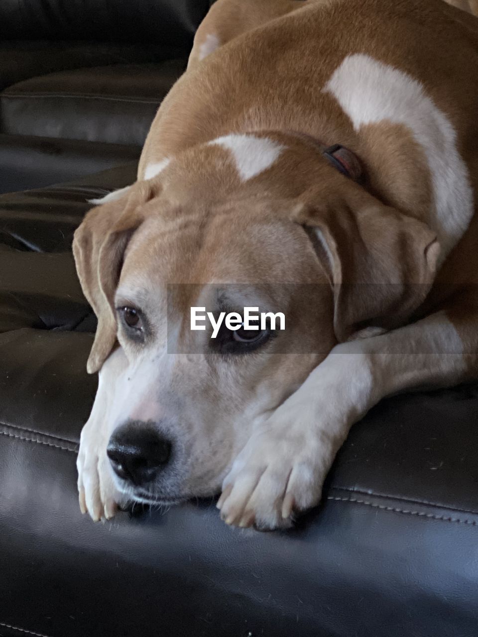 Close-up portrait of dog resting beagle mix pitbull boxer hound cute sweet