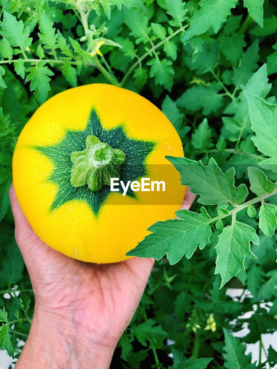 High angle view of hand holding pumpkin by plants