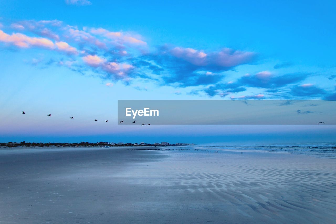 Flock of birds flying over beach at sunset