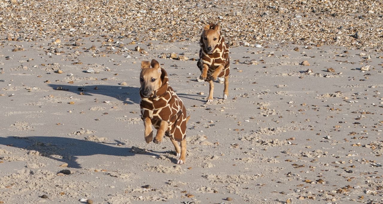 DOGS ON SAND