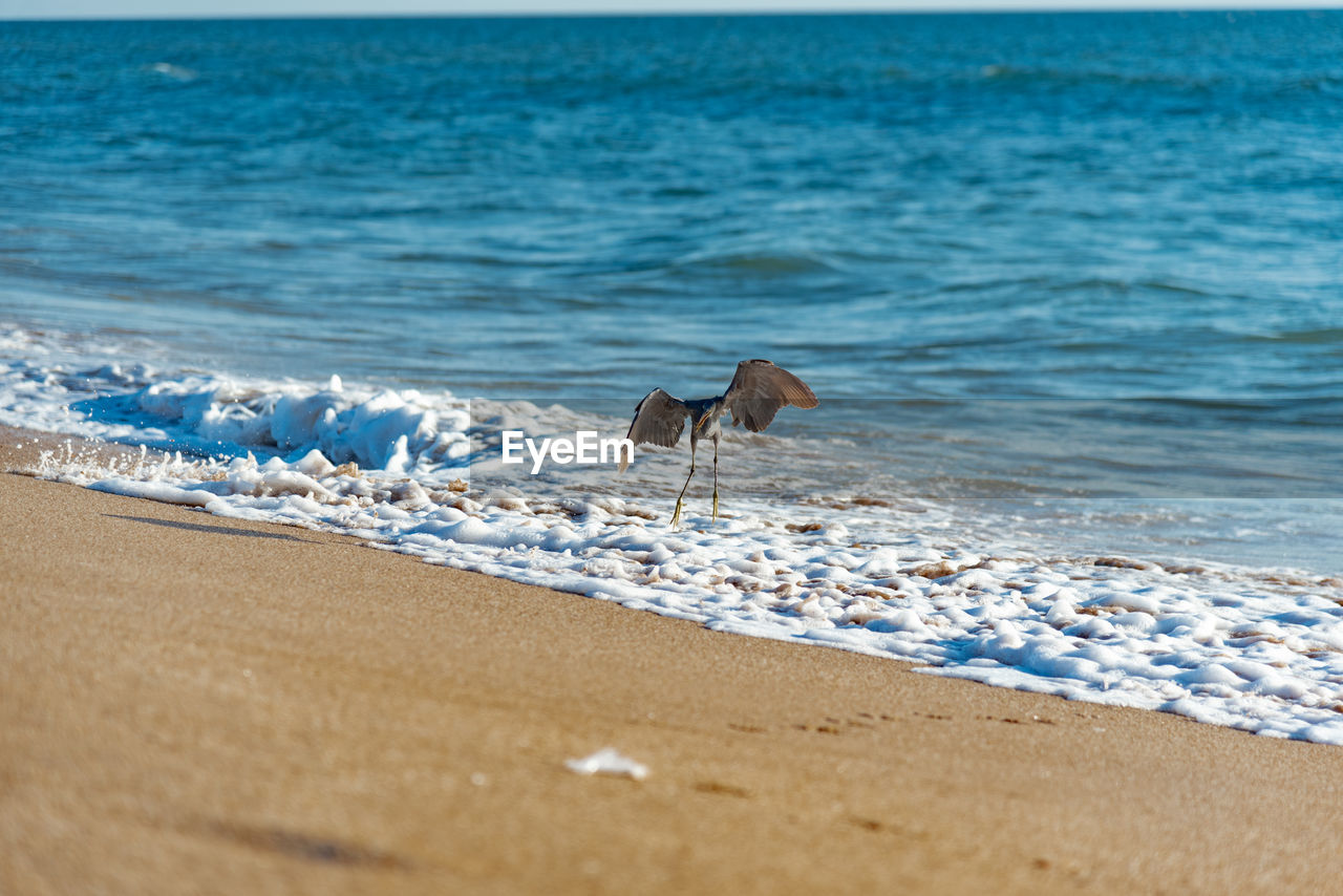 water, sea, land, beach, shore, ocean, sand, wave, animal, coast, animal themes, nature, beauty in nature, animal wildlife, body of water, wind wave, horizon, horizon over water, wildlife, motion, scenics - nature, one animal, no people, day, sky, tranquility, bird, tranquil scene, outdoors, travel destinations, blue, seabird, idyllic, sunlight